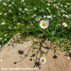 Sublime Gardens