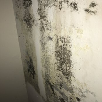Hendersen-Webb, Inc - Two different types of mold growing in our closet. Also mold growing on the baseboard in our dining area - Property Management Near Me - Cockeysville, Maryland Hendersen-Webb, Inc - Two different types of mold growing in our closet. Also mold growing on the baseboard in our dining area - Property Management Near Me - Cockeysville, Maryland
