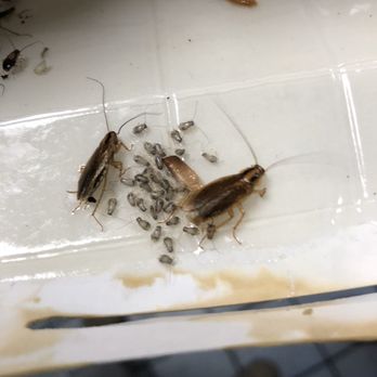 MadCo Pest-a-Side - Pest Control Near Me - Wildomar, California