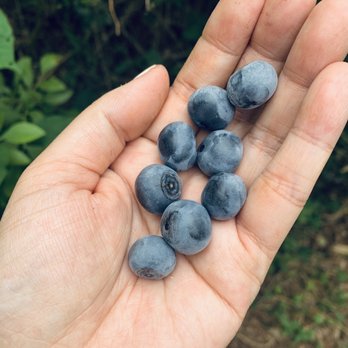 Blueberry Hill - Large and plump - Pick Your Own Farms Near Me - Greenville, South Carolina