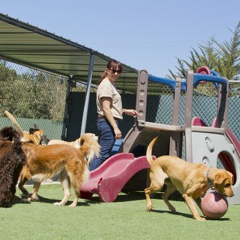 Bed and Biscuit - Pet Boarding Near Me - Johnson City, Tennessee