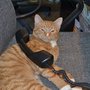 Photo of Country Companions Veterinary Services