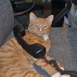 Country Companions Veterinary Services - One of our office cats, Eddie, helping out