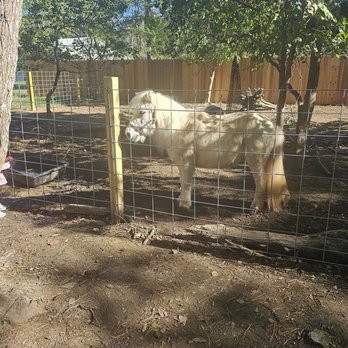 The Learning Zoo - Pony - Petting Zoos Near Me - Conroe, Texas