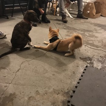 Brooklyns Finest Dog Training - Pet Training Near Me