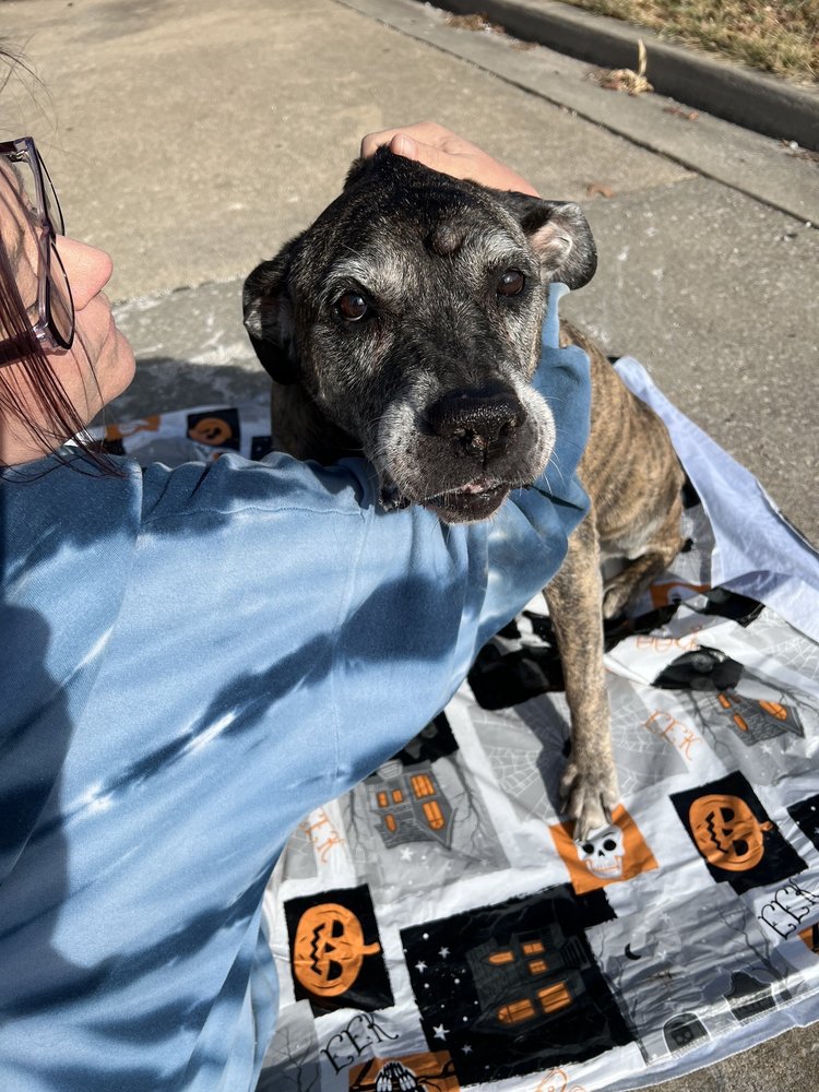 KLING VETERINARY CLINIC Updated September 2024 1304 Locust St, Harrisonville, Missouri