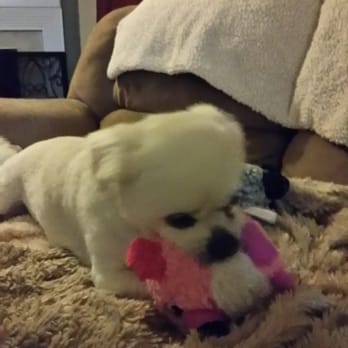 Fur Certain Pet Sitting Services - Pet Sitting Near Me Fur Certain Pet Sitting Services - Pet Sitting Near Me