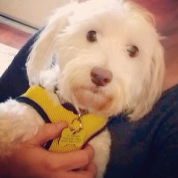 Bill Foundation - Our girl Abbey - Animal Shelters Near Me