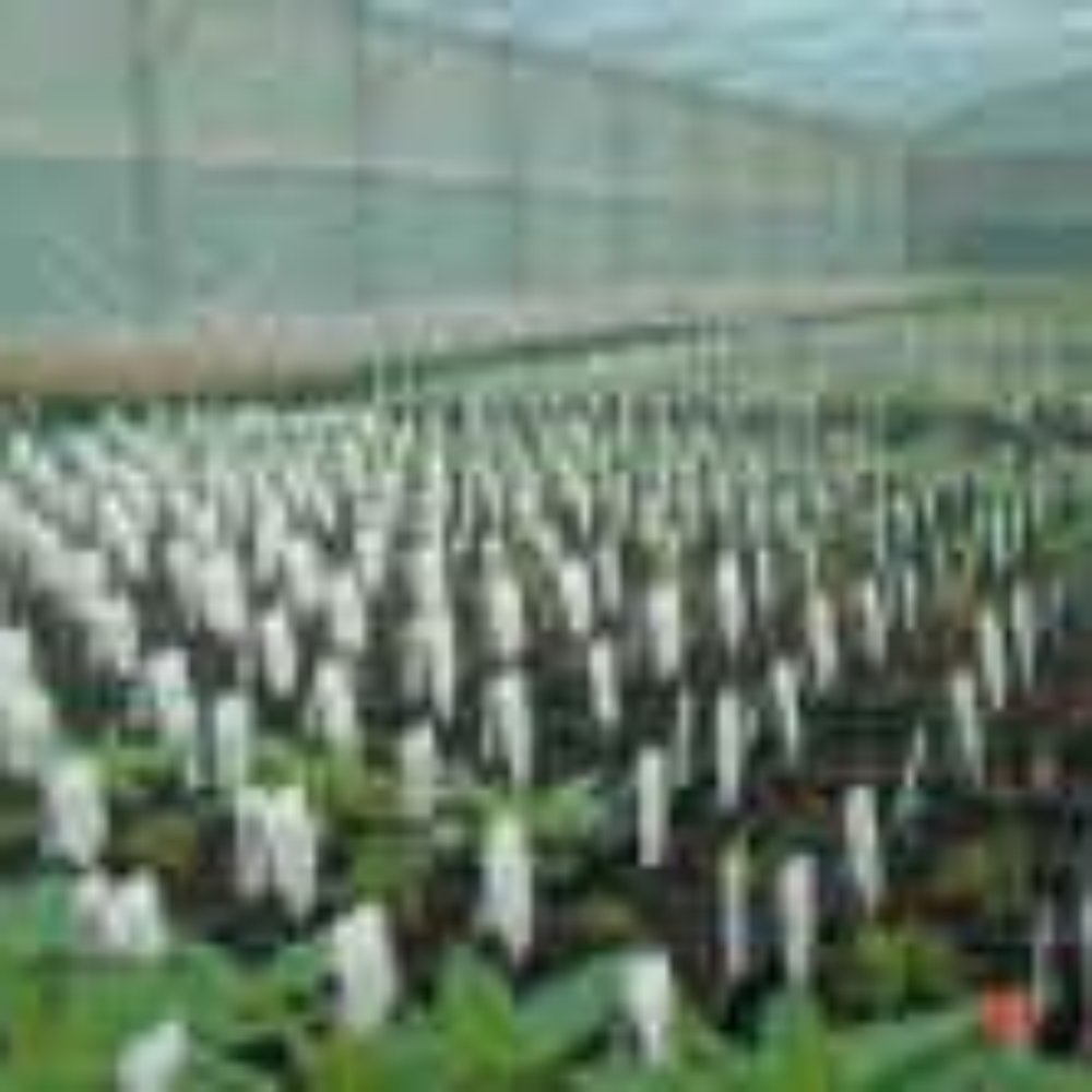 South Downs Nurseries - FROM WEBSITE - Nurseries & Gardening Near Me - Mid Sussex, WSX