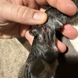 Gash next to nail Gash next to nail