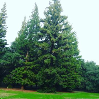 Lodi Lake Tours - These trees are amazing.  Just gorgeous - Boat Tours Near Me - Lodi, California