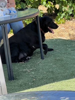 Principe di Tricase Winery by null