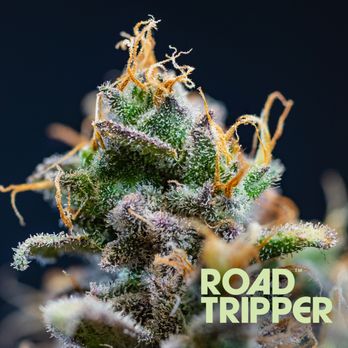 Ayr Dispensary Union - Cannabis Clinics Near Me - Union, New Jersey Ayr Dispensary Union - Cannabis Clinics Near Me - Union, New Jersey