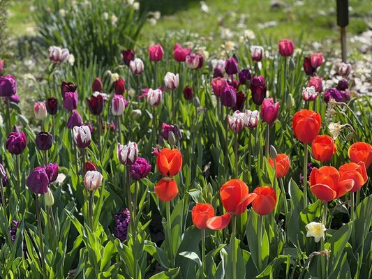 Veldheer Tulip Gardens by null