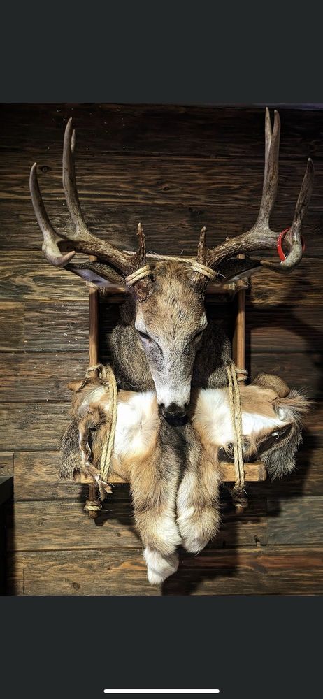 Riverside Taxidermy - taxidermy in Big Bend, WI