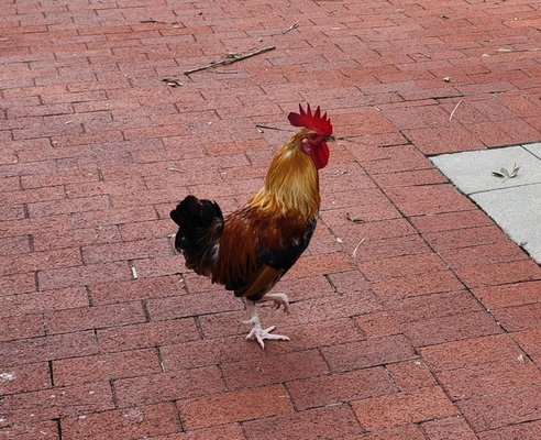 Ybor City Saturday Market by null