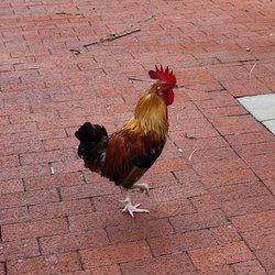 Ybor City Saturday Market - Yep, we're in Ybor City!