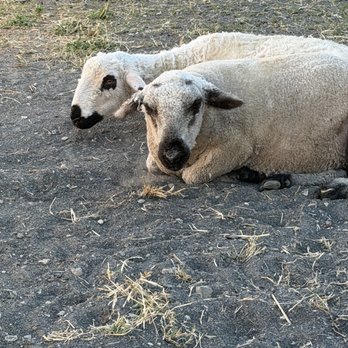 Clayton Valley Farms - Babydoll sheeps - Kids Activities Near Me - Clayton, California