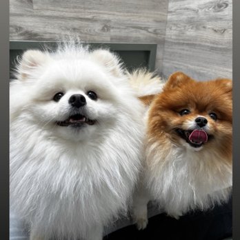 Hydrant Pet Hotel - Pet Groomers Near Me - Costa Mesa, California