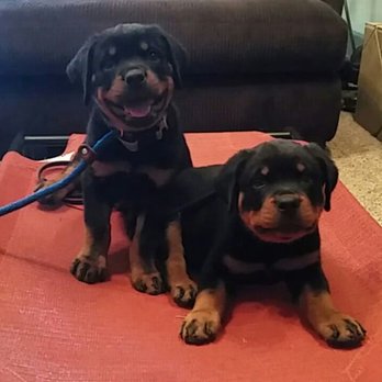 Empowered K9 Training - Pet Training Near Me Empowered K9 Training - Pet Training Near Me