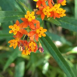 Krotona Institute of Theosophy - Flowers in the back garden
