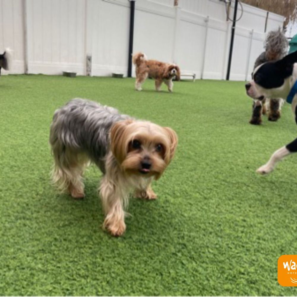Wag Hotels - Carson - Pet Training Near Me - Carson, California Wag Hotels - Carson - Pet Training Near Me - Carson, California