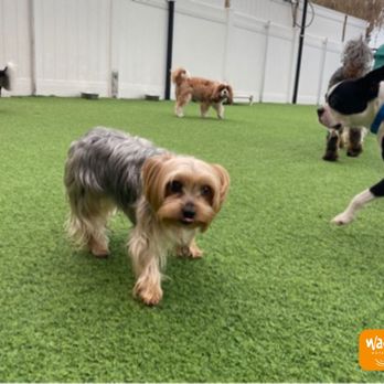 Wag Hotels - Carson - Pet Training Near Me - Carson, California Wag Hotels - Carson - Pet Training Near Me - Carson, California