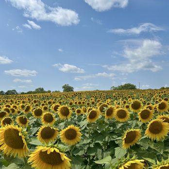 Grinter's Sunflower Farm - Farms Near Me - Lawrence, Kansas
