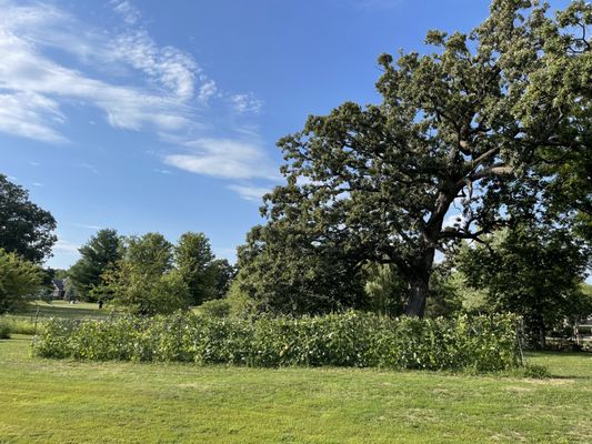 LT Organic Farm Restaurant by null