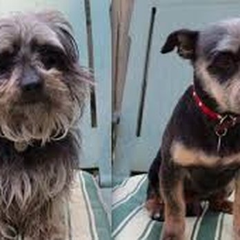 Mystic Paws Grooming - Pet Groomers Near Me - Twin Falls, Idaho Mystic Paws Grooming - Pet Groomers Near Me - Twin Falls, Idaho