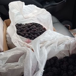 Echo Springs Blueberry Farm - Delicious results from our picking