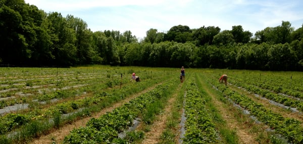 Salem Berry Farm by null