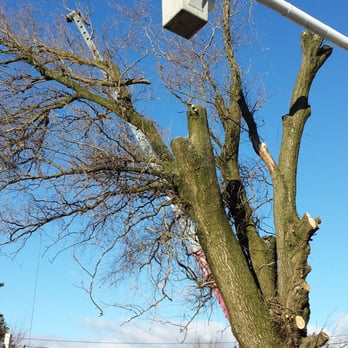 Douglas Tree & Property Service - Tree Removal in Lancaster Pa - Tree Services Near Me - Lancaster, Pennsylvania Douglas Tree & Property Service - Tree Removal in Lancaster Pa - Tree Services Near Me - Lancaster, Pennsylvania