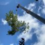 Photo of Cotton Tree Service
