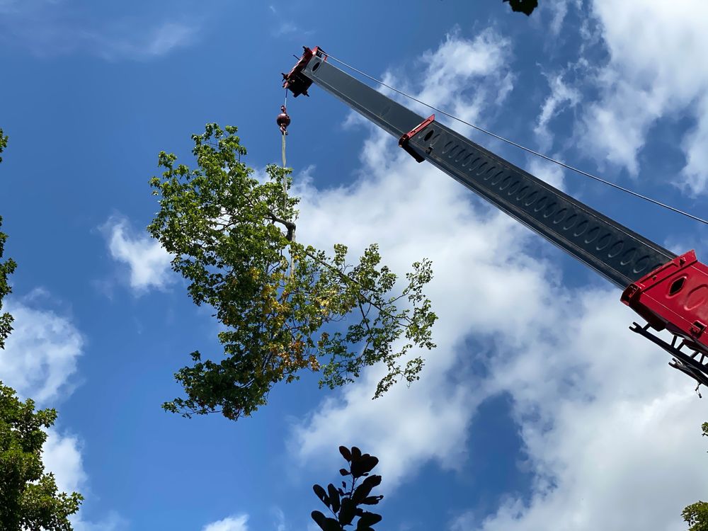 Cotton Tree Service - tree service in Northampton, MA