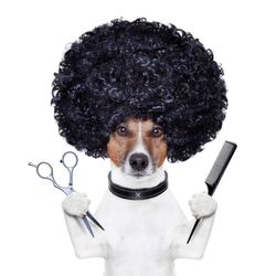 County Line Pet Grooming