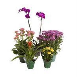 Koehler & Dramm Wholesale Florist - Plants Blooming