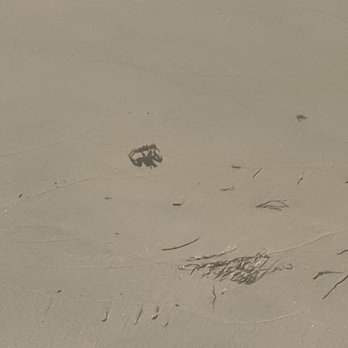 Cape Charles Natural Preserve - Sand crab - Parks Near Me Cape Charles Natural Preserve - Sand crab - Parks Near Me