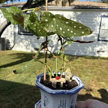 Rainbow - Nurseries & Gardening Near Me - Rosemead, California Rainbow - Nurseries & Gardening Near Me - Rosemead, California