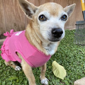 Dog Beauty Salon - Pet Groomers Near Me Dog Beauty Salon - Pet Groomers Near Me