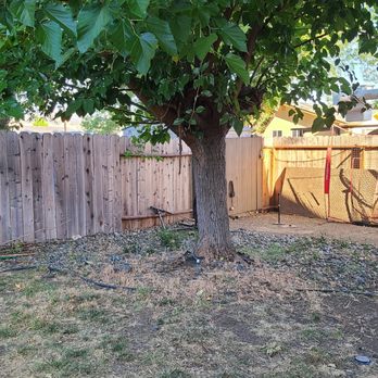 Valley Falls Tree Care - A Before Photo - Work to be done: cutting down this Mulberry tree and grinding down the stump. - Tree Services Near Me Valley Falls Tree Care - A Before Photo - Work to be done: cutting down this Mulberry tree and grinding down the stump. - Tree Services Near Me