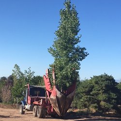 Santa Fe Tree Farm