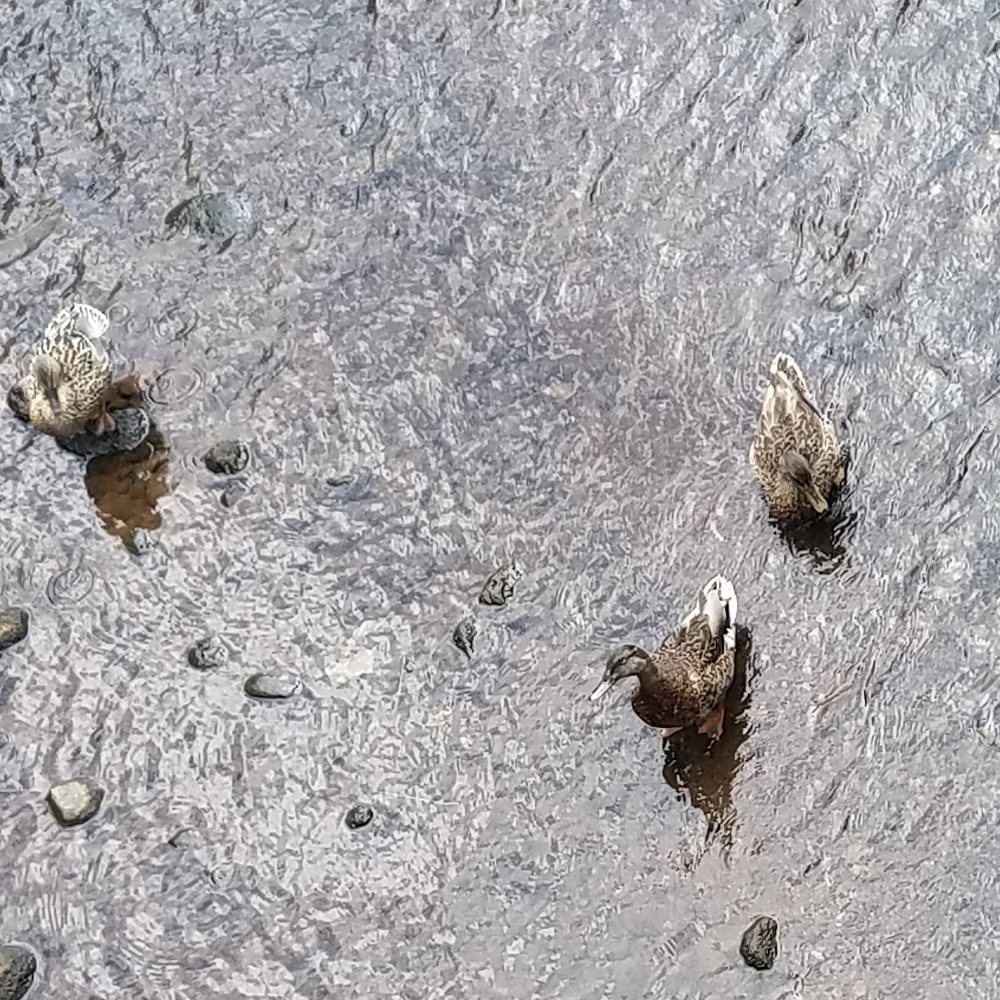 Ducks Ducks