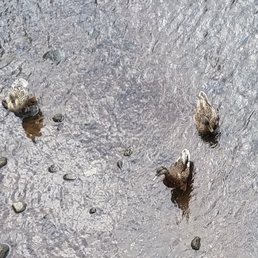 Ducks Ducks