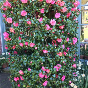 Filoli - Botanical Gardens Near Me - Woodside, California Filoli - Botanical Gardens Near Me - Woodside, California
