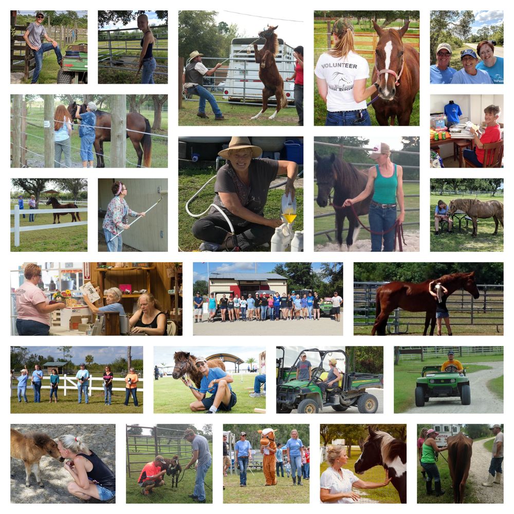 SOUTH WEST FLORIDA HORSE RESCUE 14811 State Rd 31, Punta Gorda
