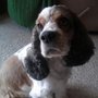 Photo of Baur's Pet Salon