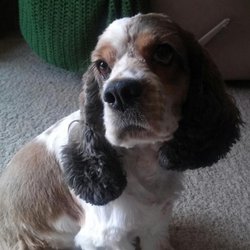 Baur's Pet Salon - After a trim