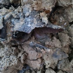 Shaw's Plumbing - That's the pipe they broke. See how thick it is. The hope entire pipe was thick and there was broken pieces in the mud.