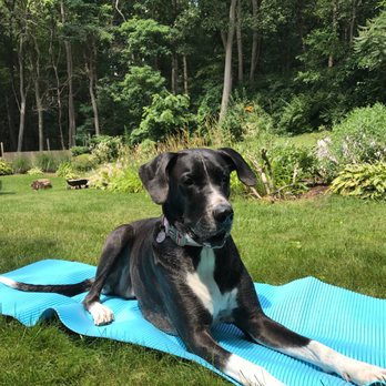 The Learning Dog Academy - Melody practicing mat training - Pet Training Near Me - Whitmore Lake, Michigan The Learning Dog Academy - Melody practicing mat training - Pet Training Near Me - Whitmore Lake, Michigan